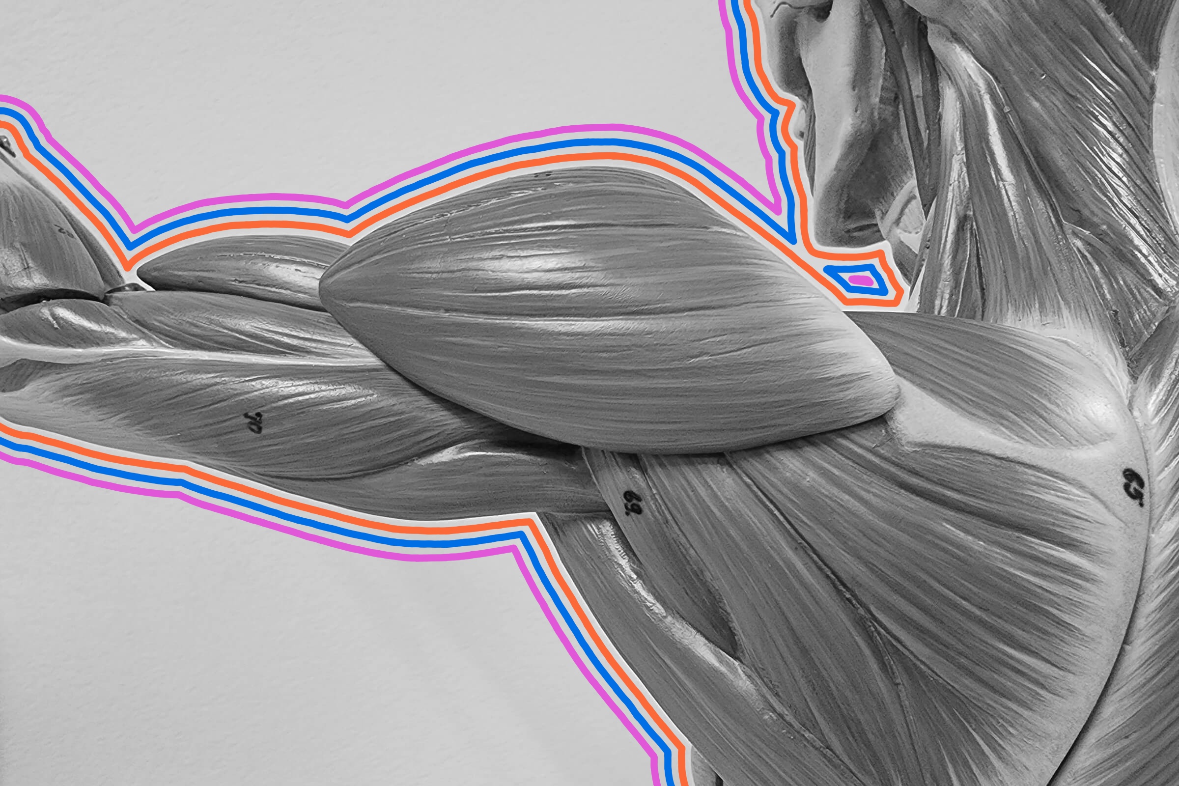 Anatomical model of human shoulder/arm muscles