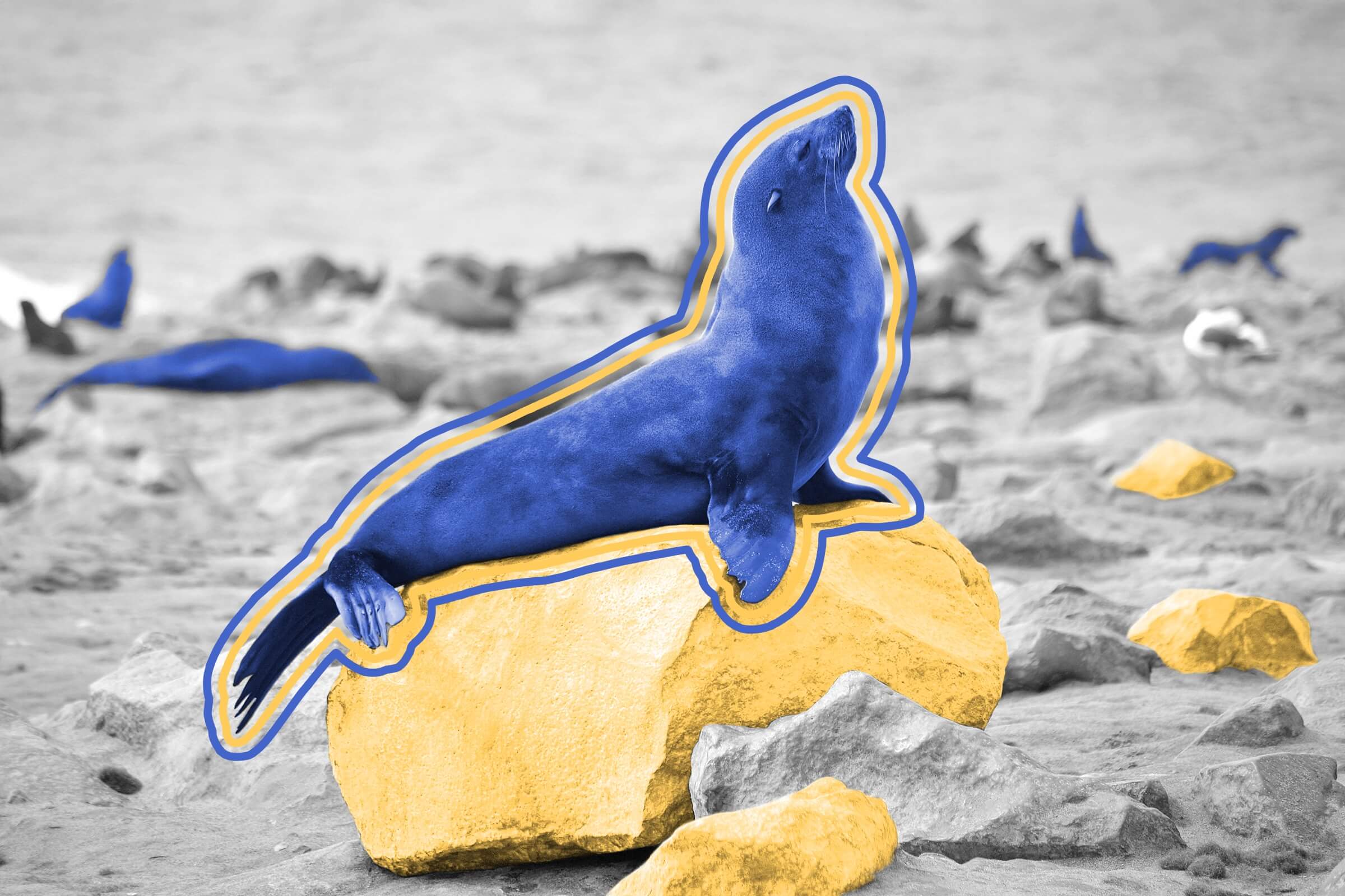 Seals can get seasick if you put them on a boat.