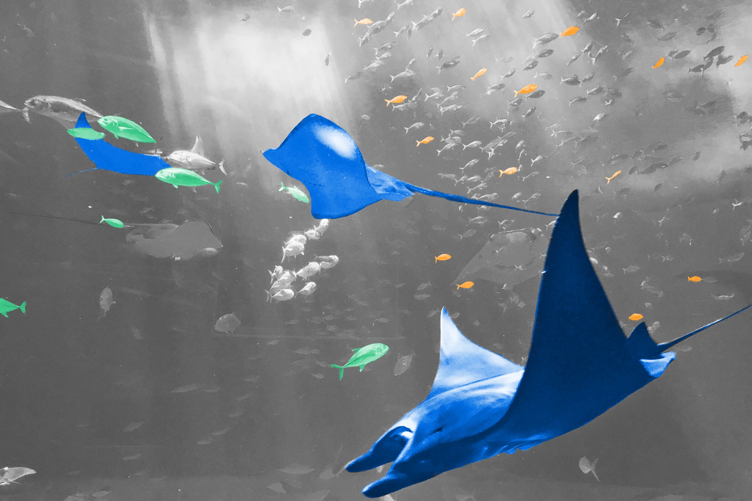 Underwater view of aquatic life in the ocean