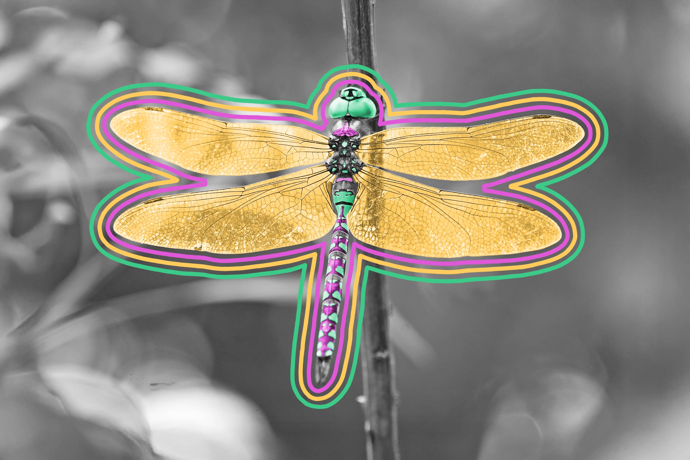 Dragonflies are the world’s most successful hunters.