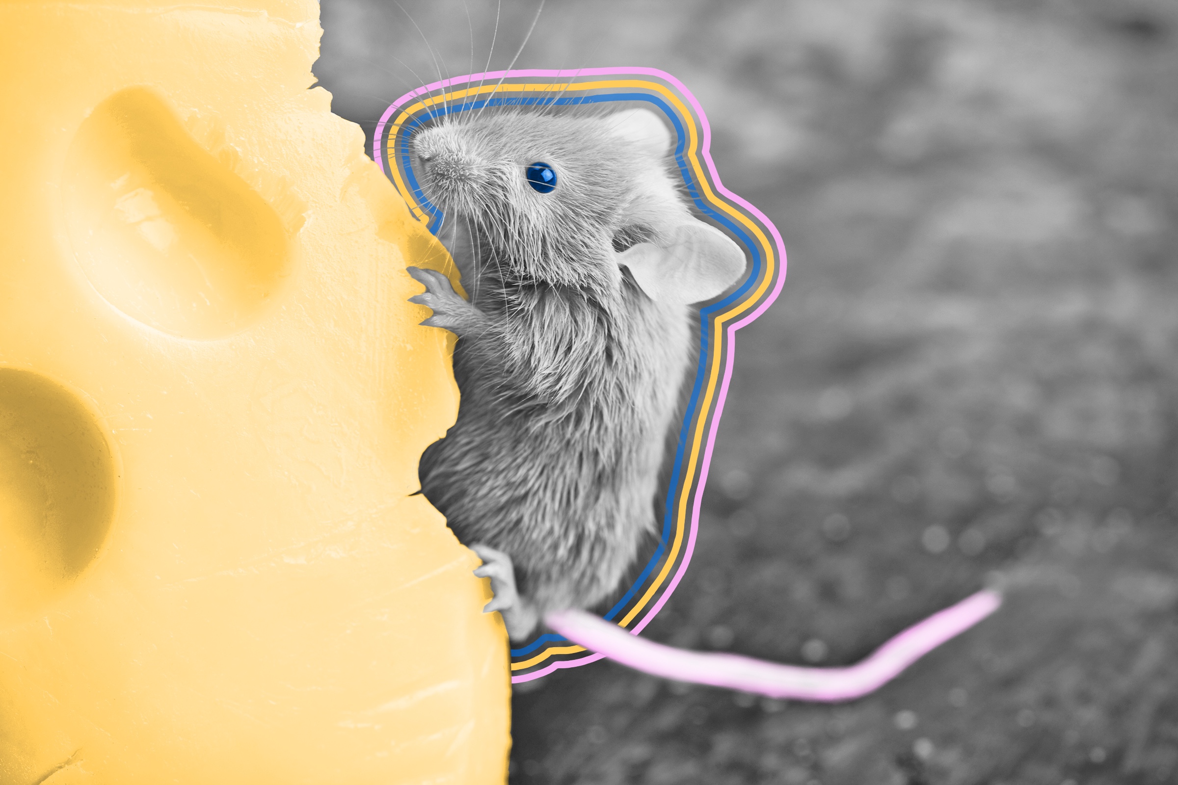 Mice don’t particularly like cheese.