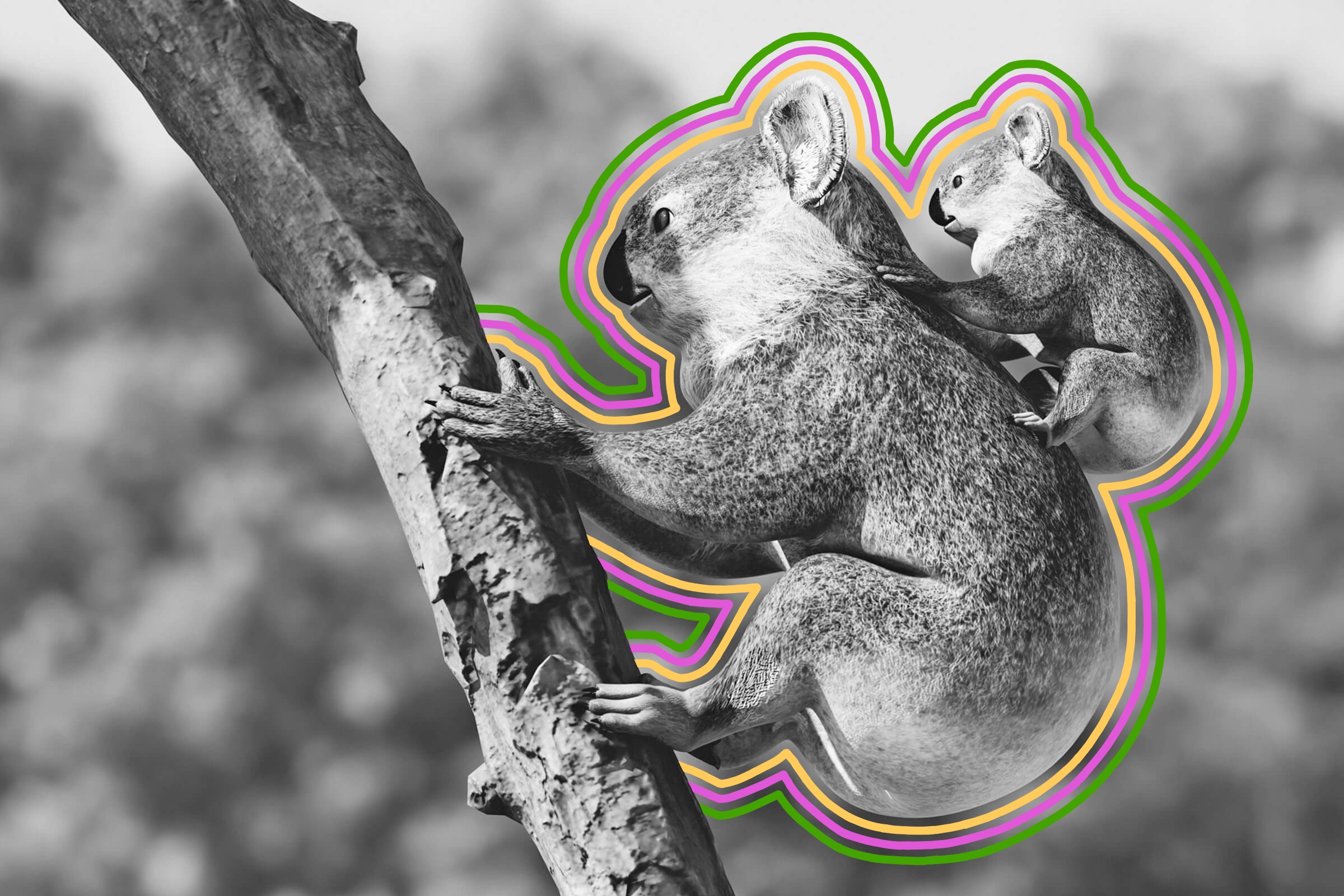 Koala climbing a tree with its baby on its back