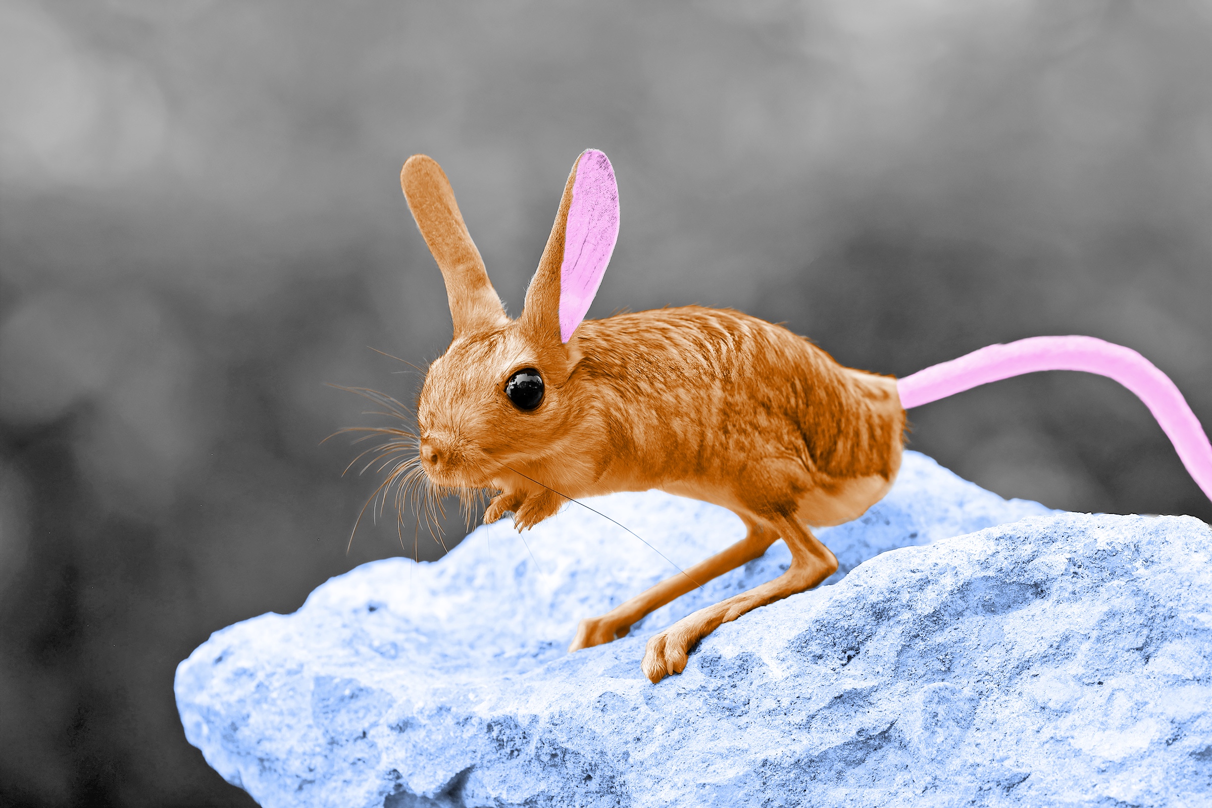 6 Animals That Look Too Cute To Be Real