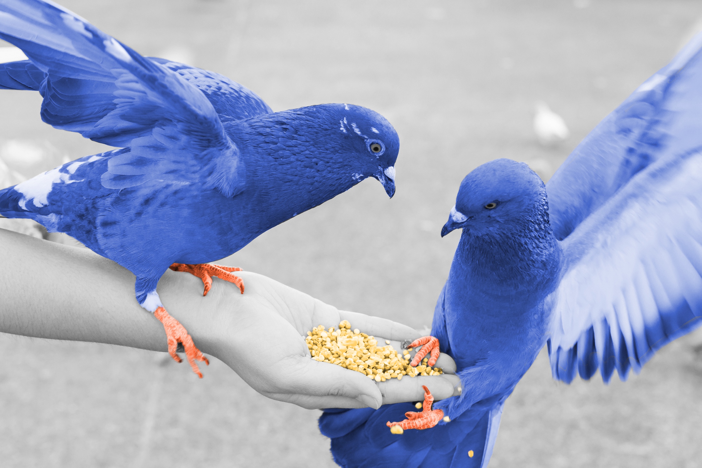 Hand holding out food for two pigeons