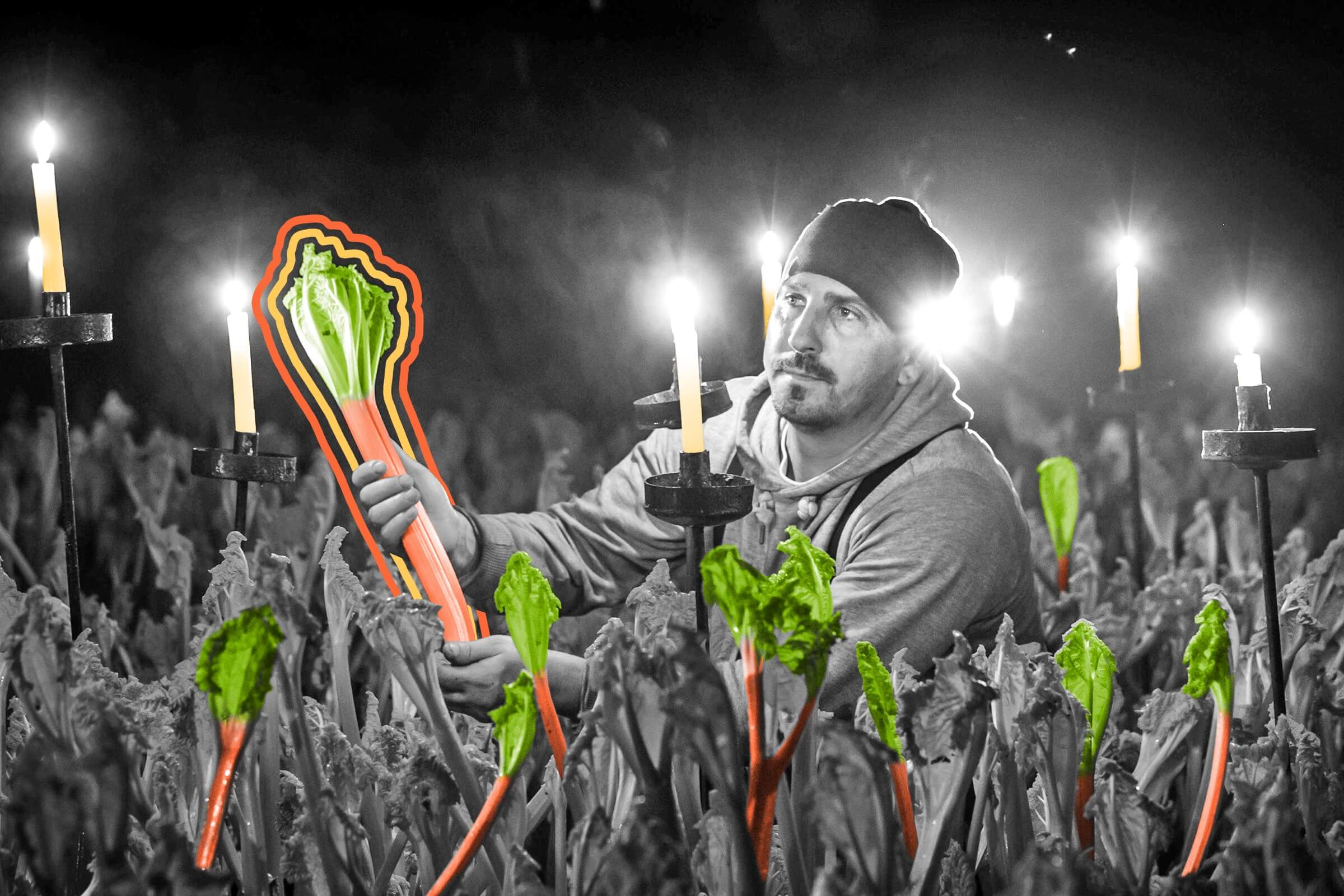 Certain types of rhubarb have to be harvested by candlelight.