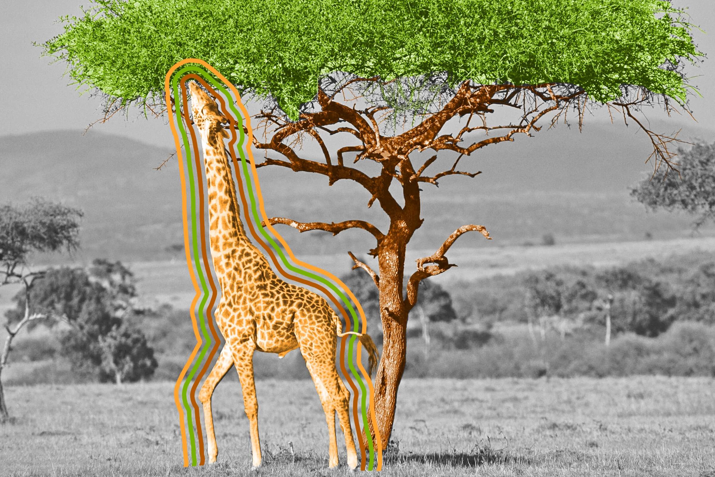 Giraffe hearts weigh about 40 times as much as human hearts.