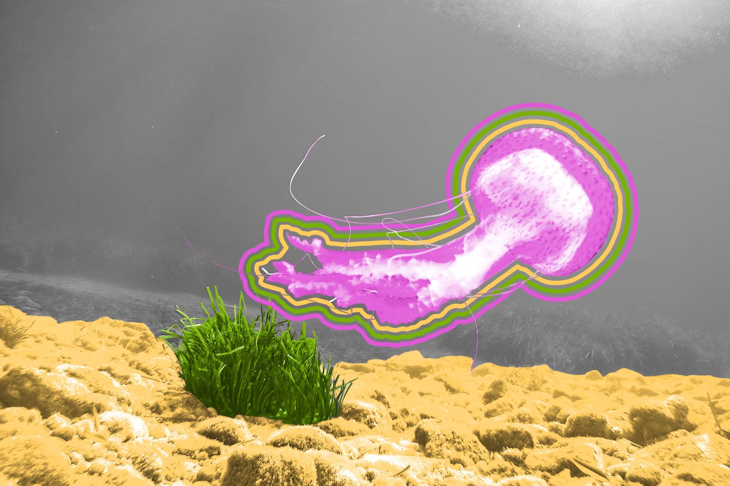 Jellyfish can evaporate if left out in the sun.