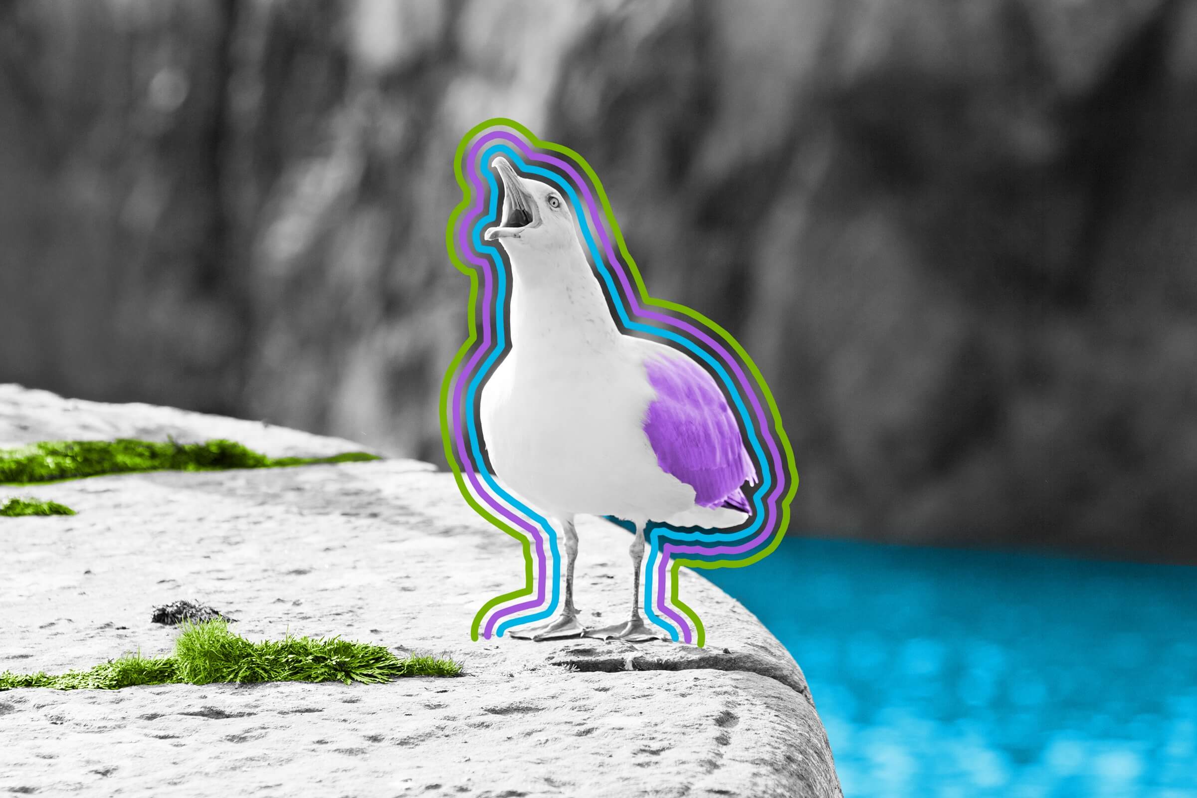 Belgium has an annual seagull screeching contest.