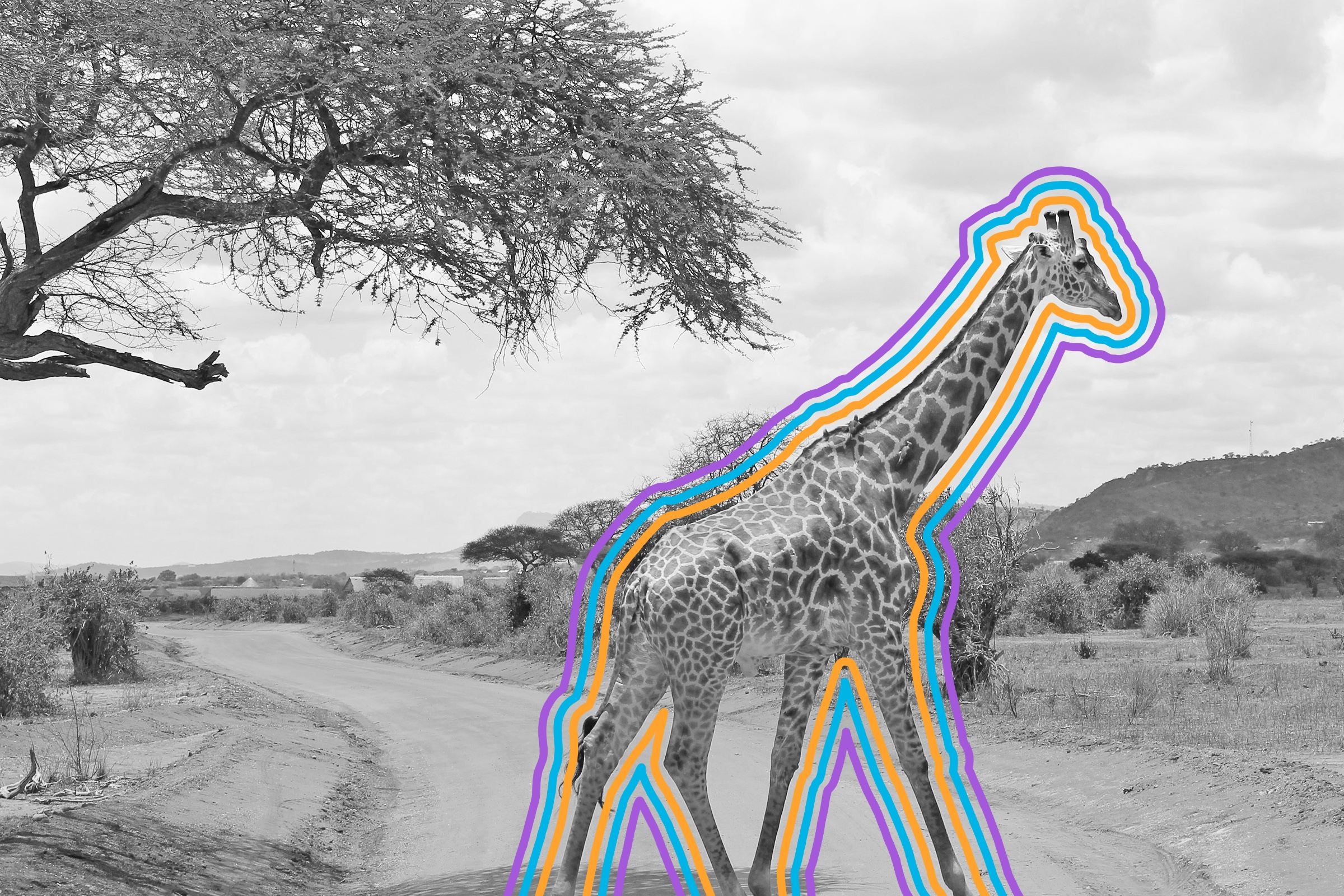 Giraffe walking across a path