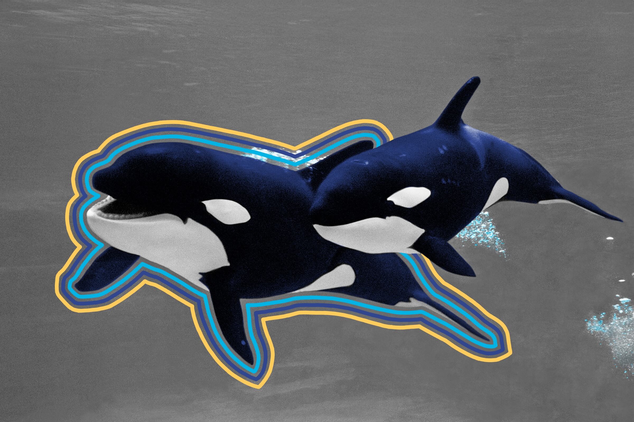 Killer whales make their own tools.
