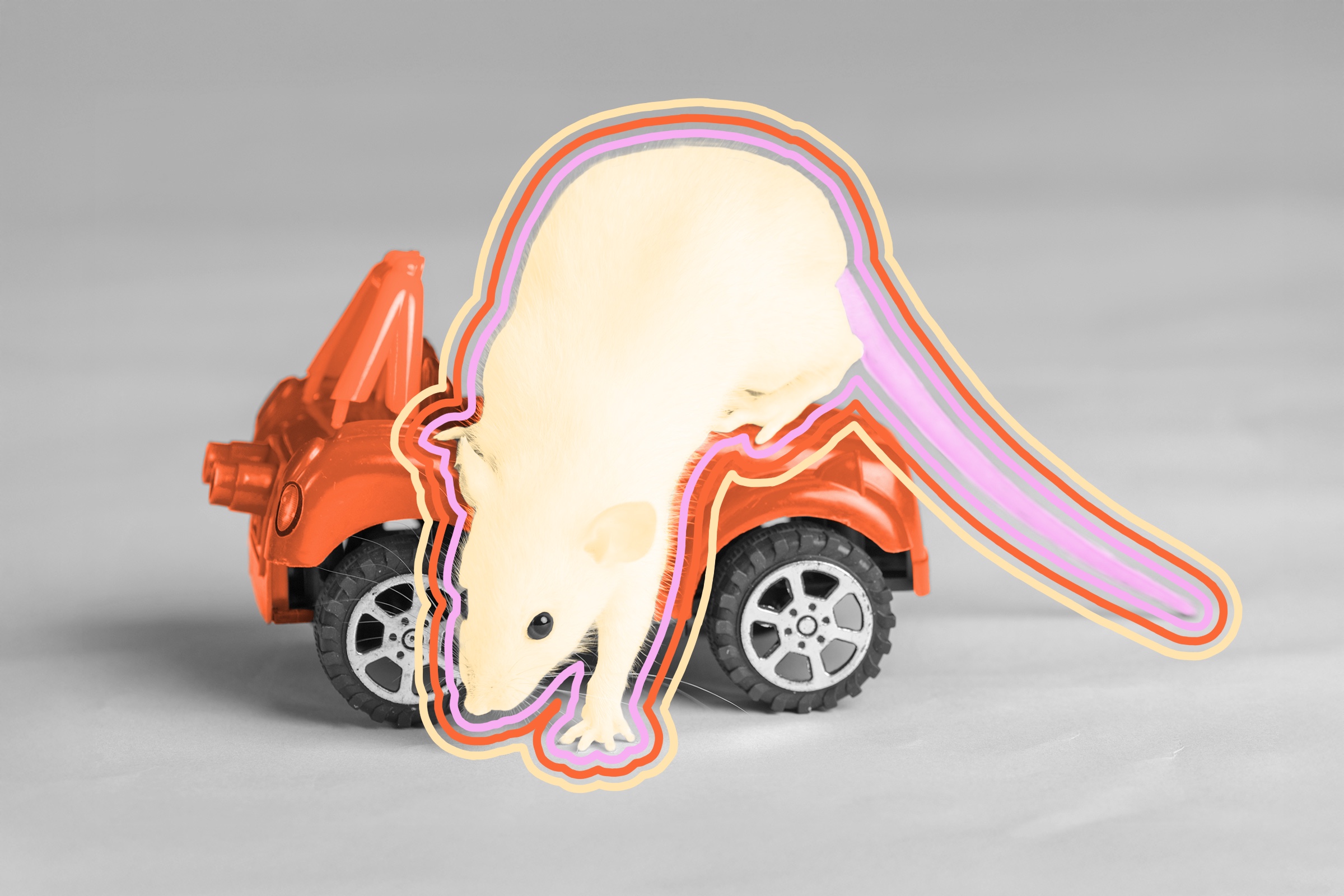 Scientists have trained rats to drive cars.