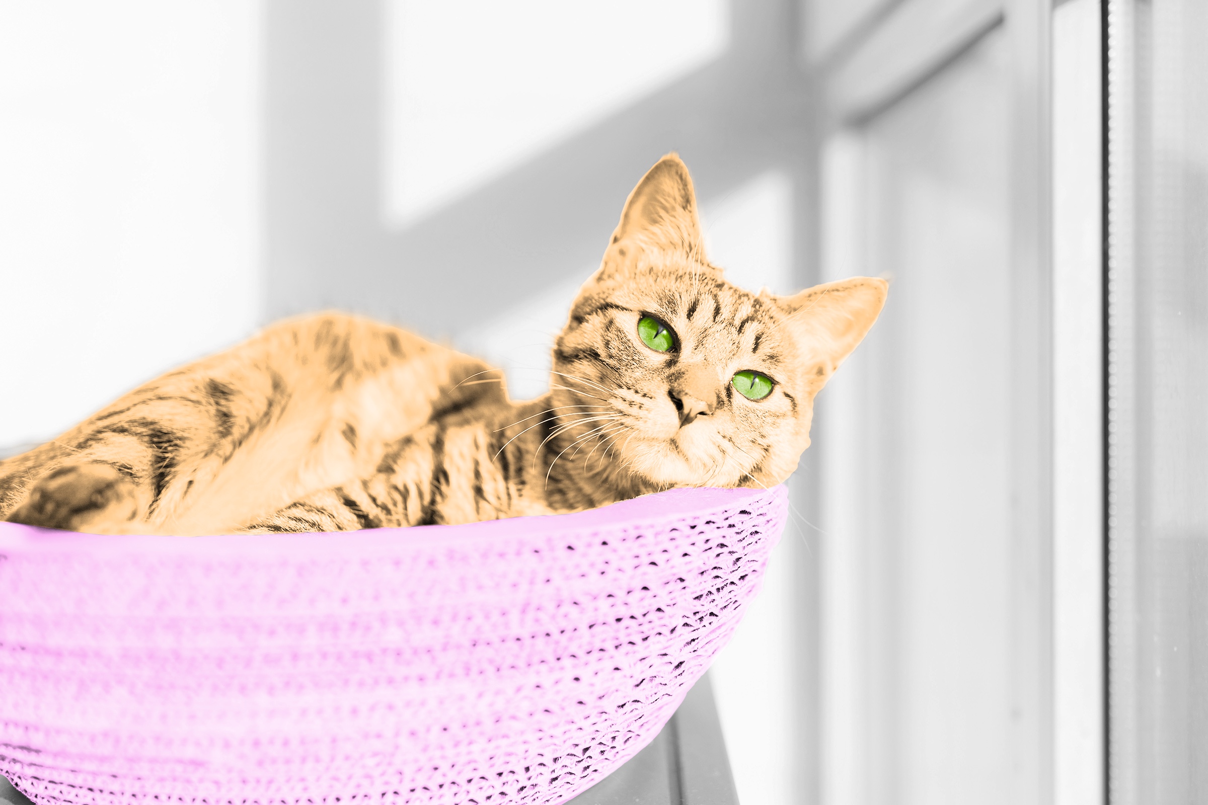 Cat lounging in a basket