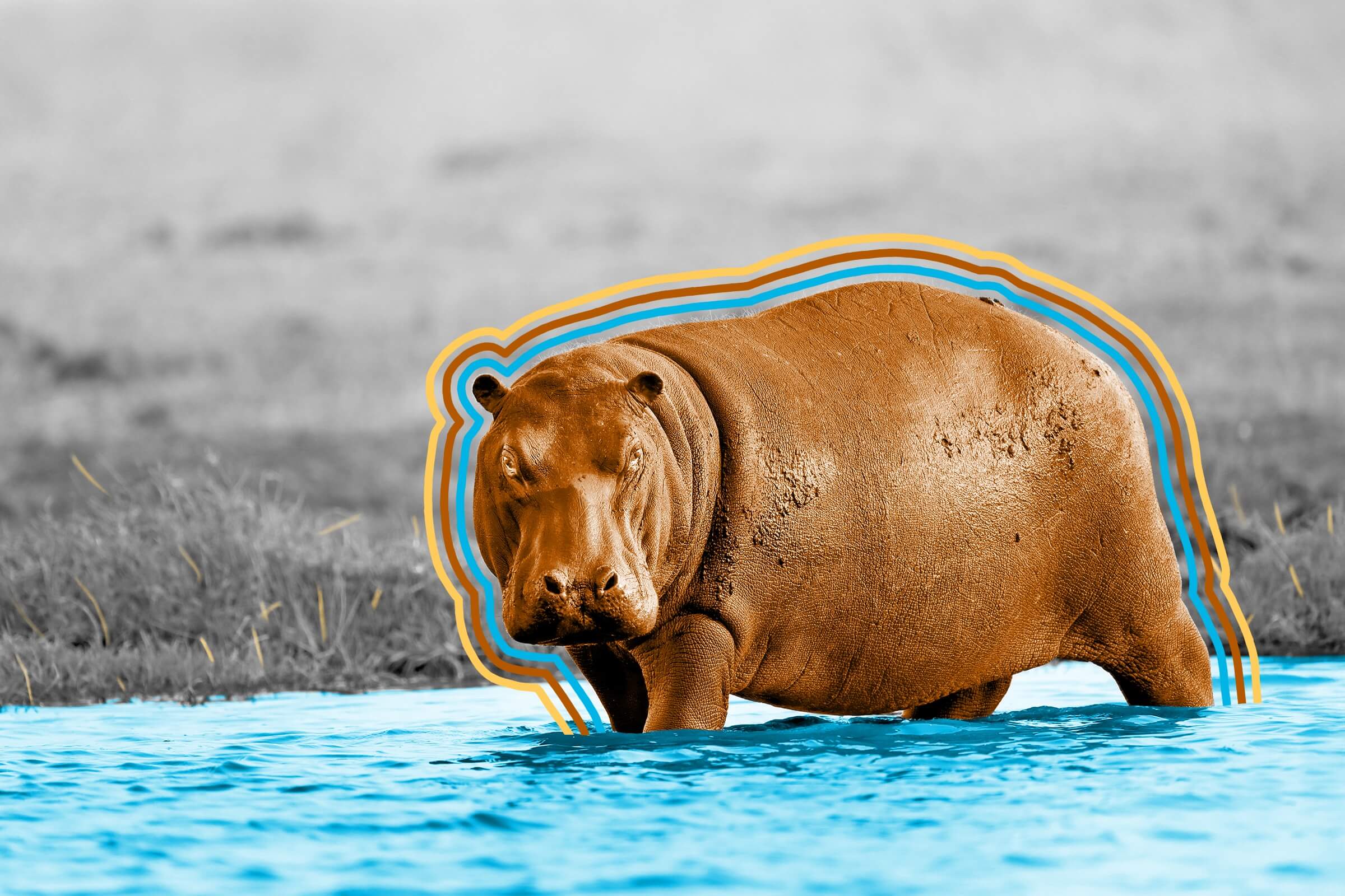 Hippos can’t swim or float.