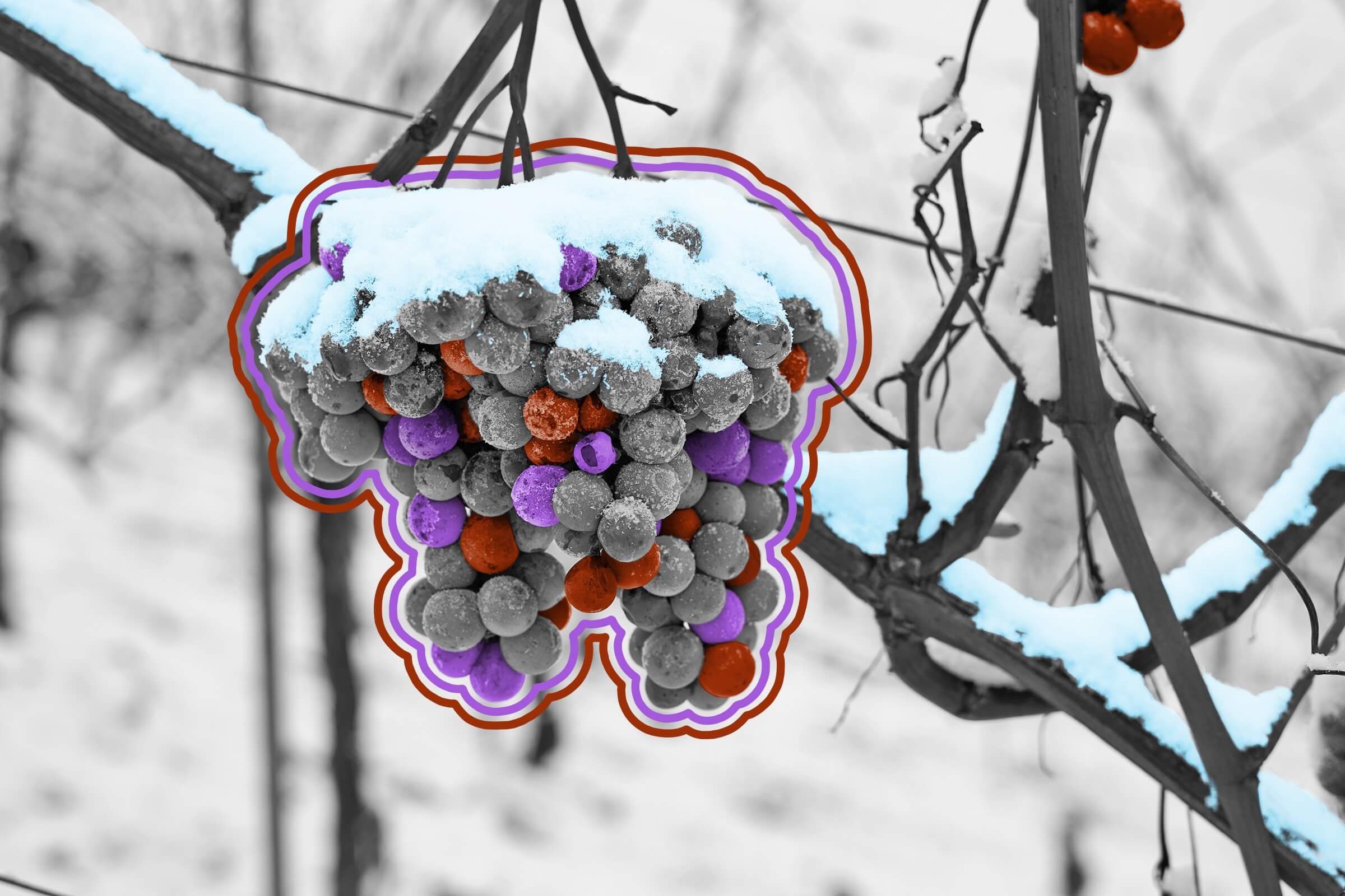 There is wine made in Antarctica.