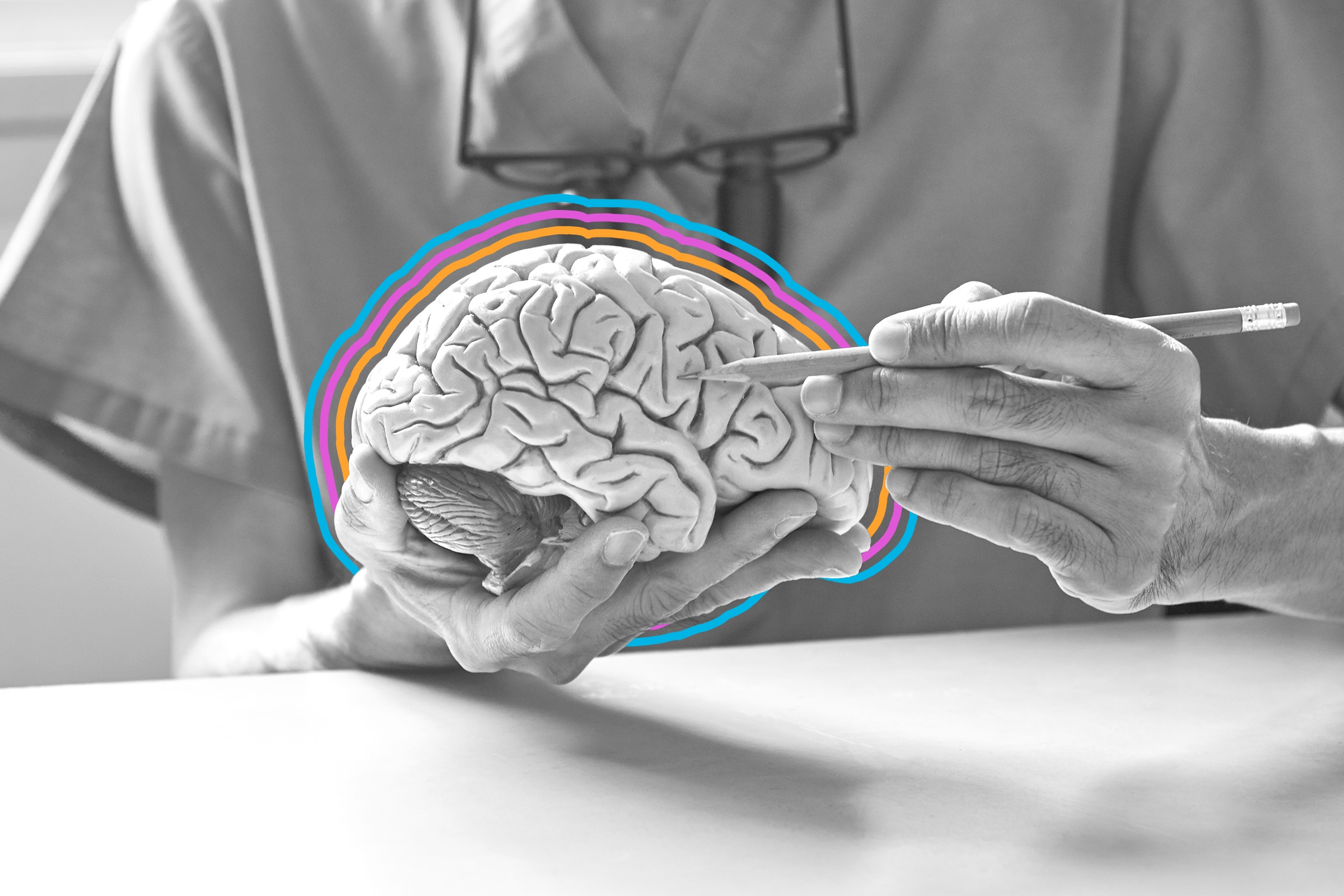 Person using a pencil to point to a region of a model brain
