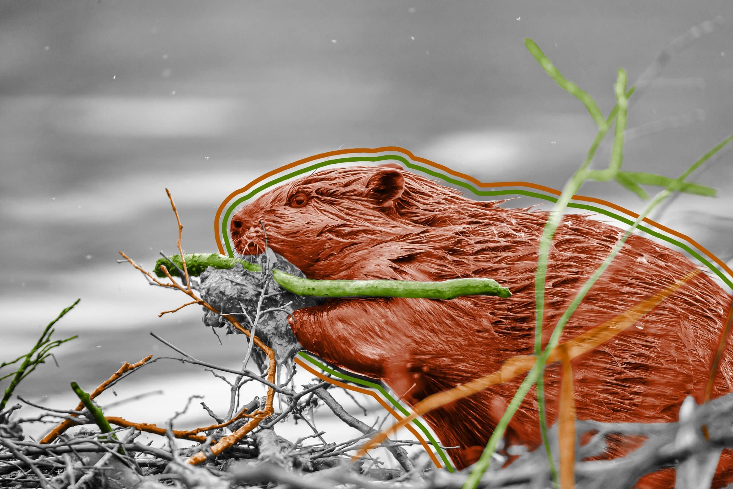 The world’s largest beaver dam is visible from space via satellite imagery.