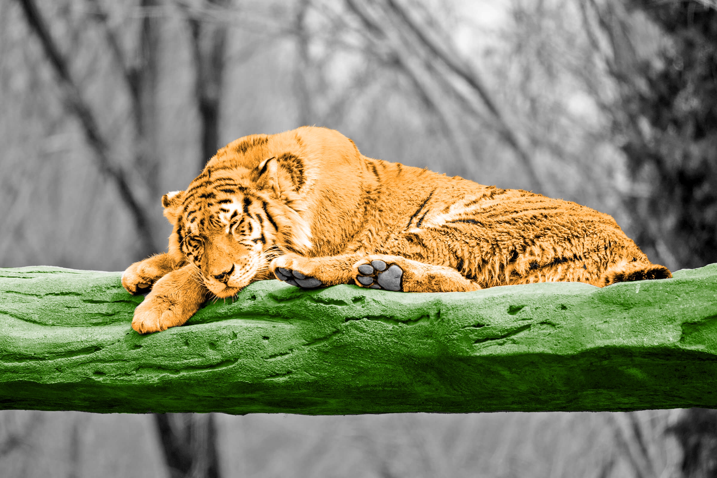 Sleeping tiger