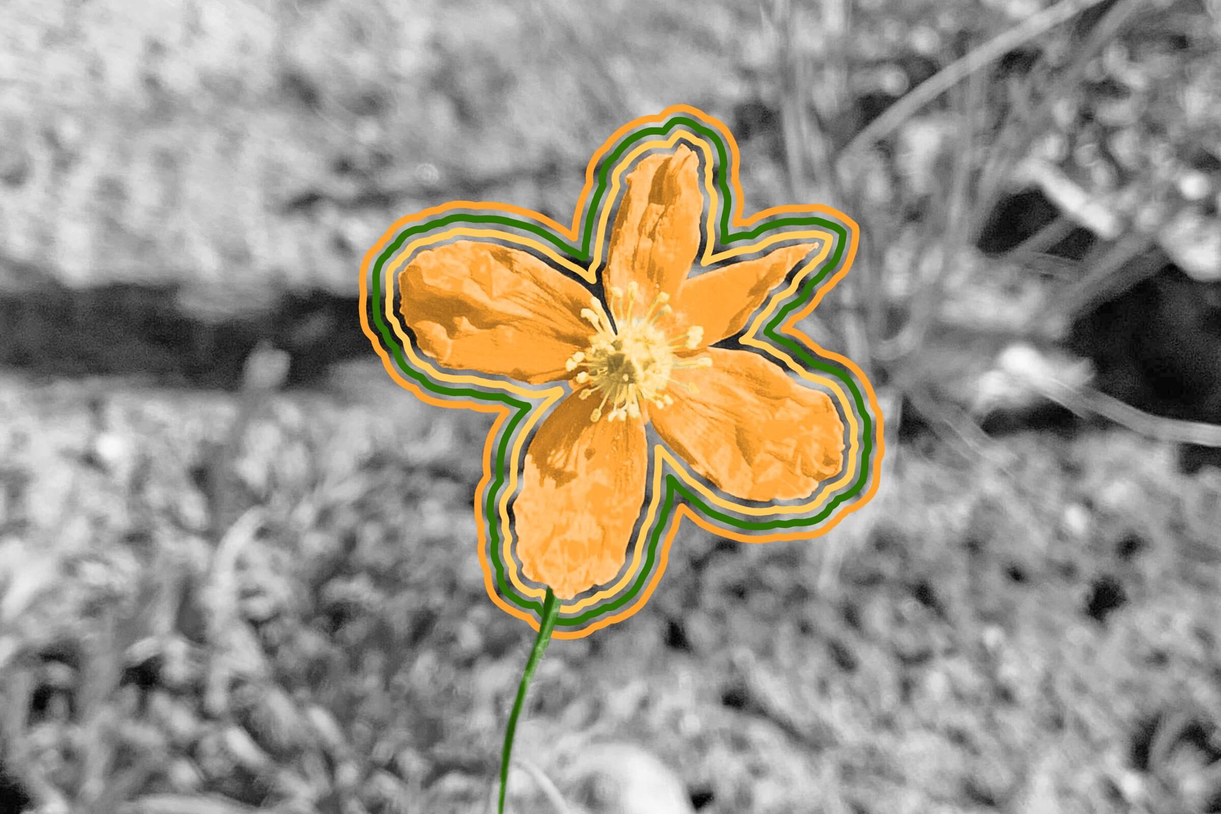 Fire poppy flower (Papaver californicum)