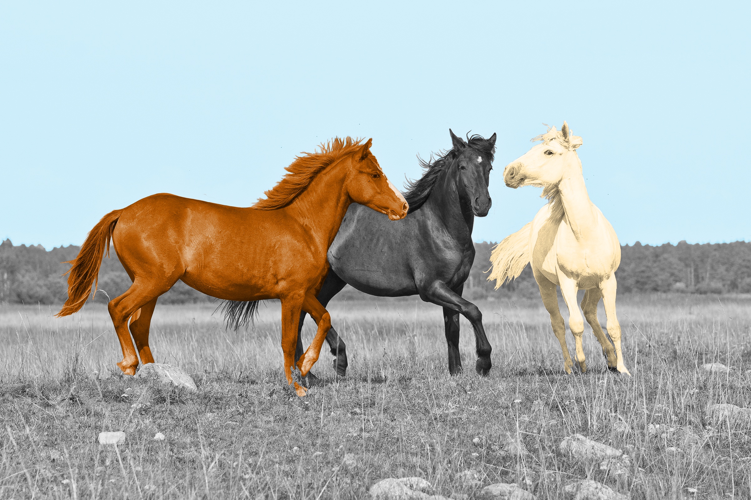 Wild and Wonderful Facts About Horses