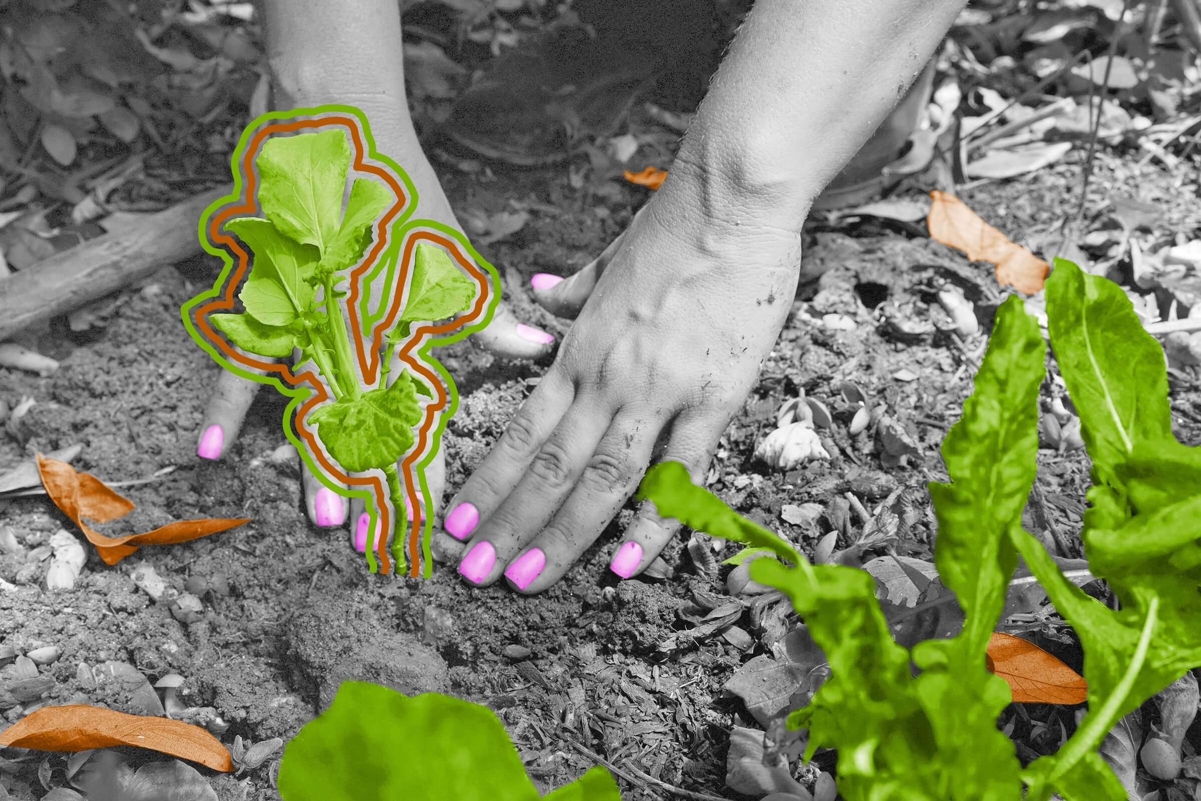 Just 12 plants and five animal species generate 75% of the world’s food.