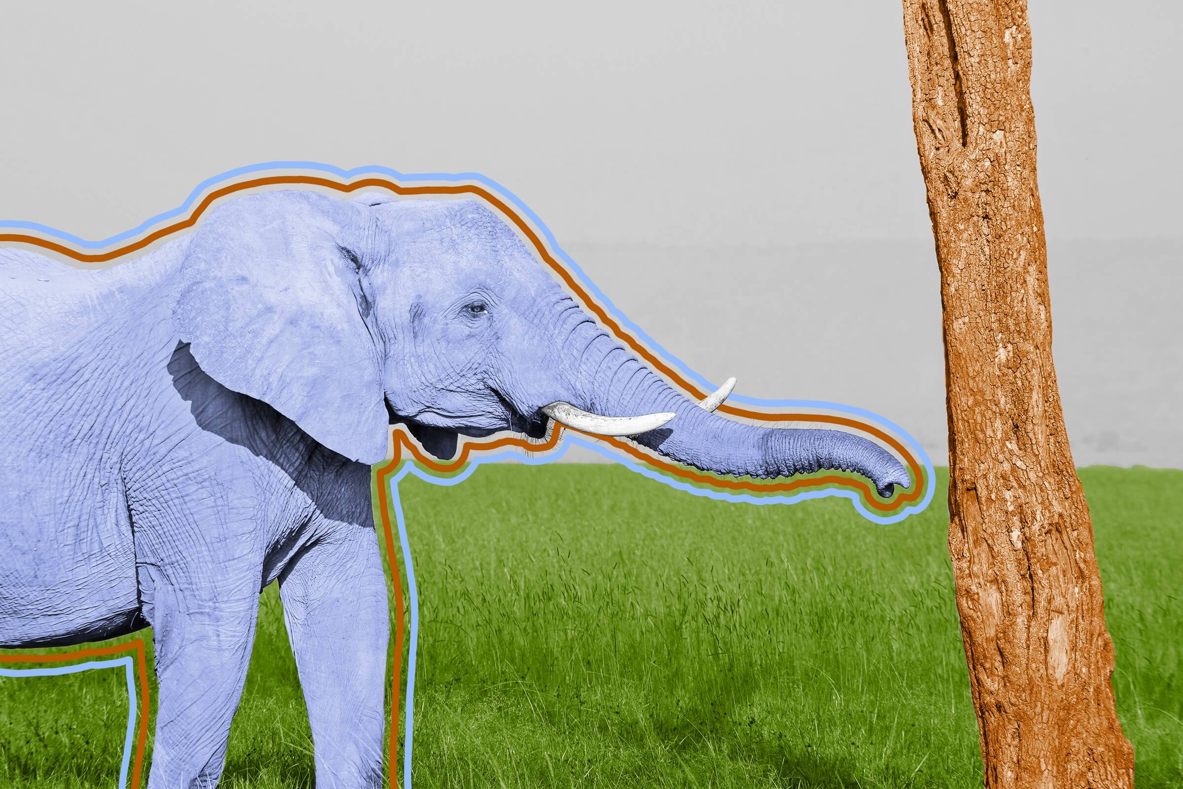 African elephant stretching its trunk toward a tree