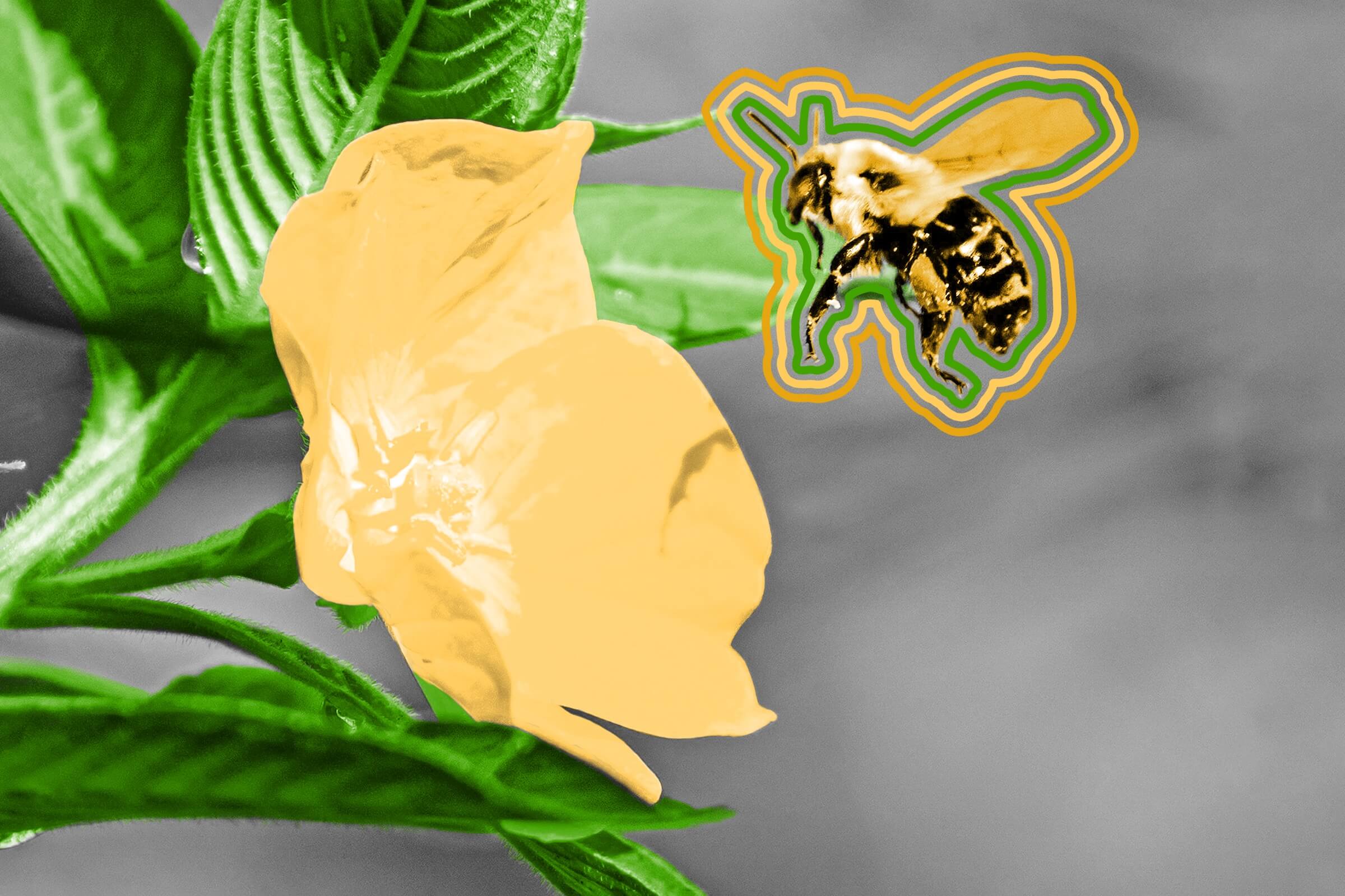 Closeup shot of a bumblebee buzzing near a yellow evening primrose