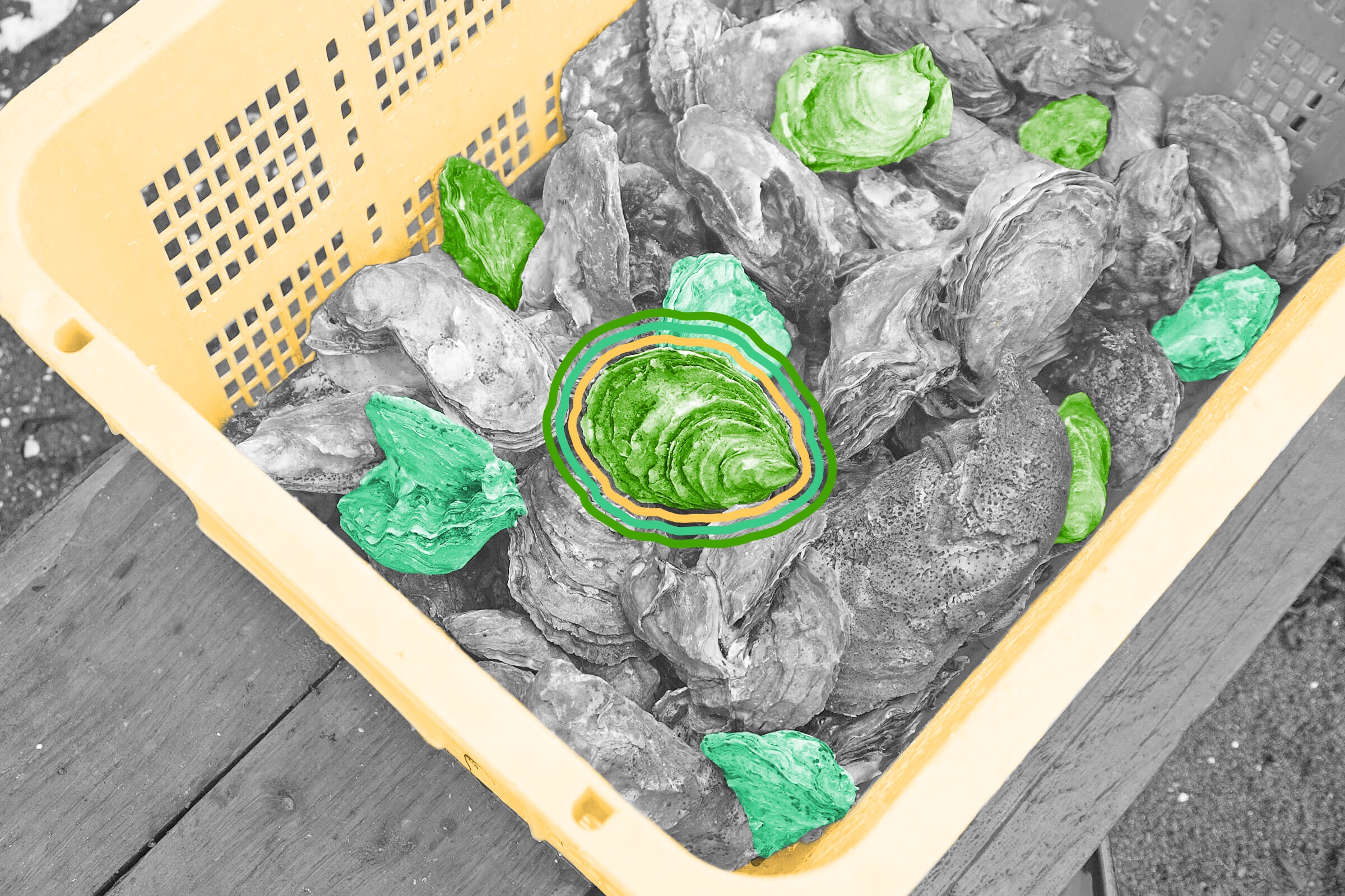 Oysters can change sex multiple times during their lives.