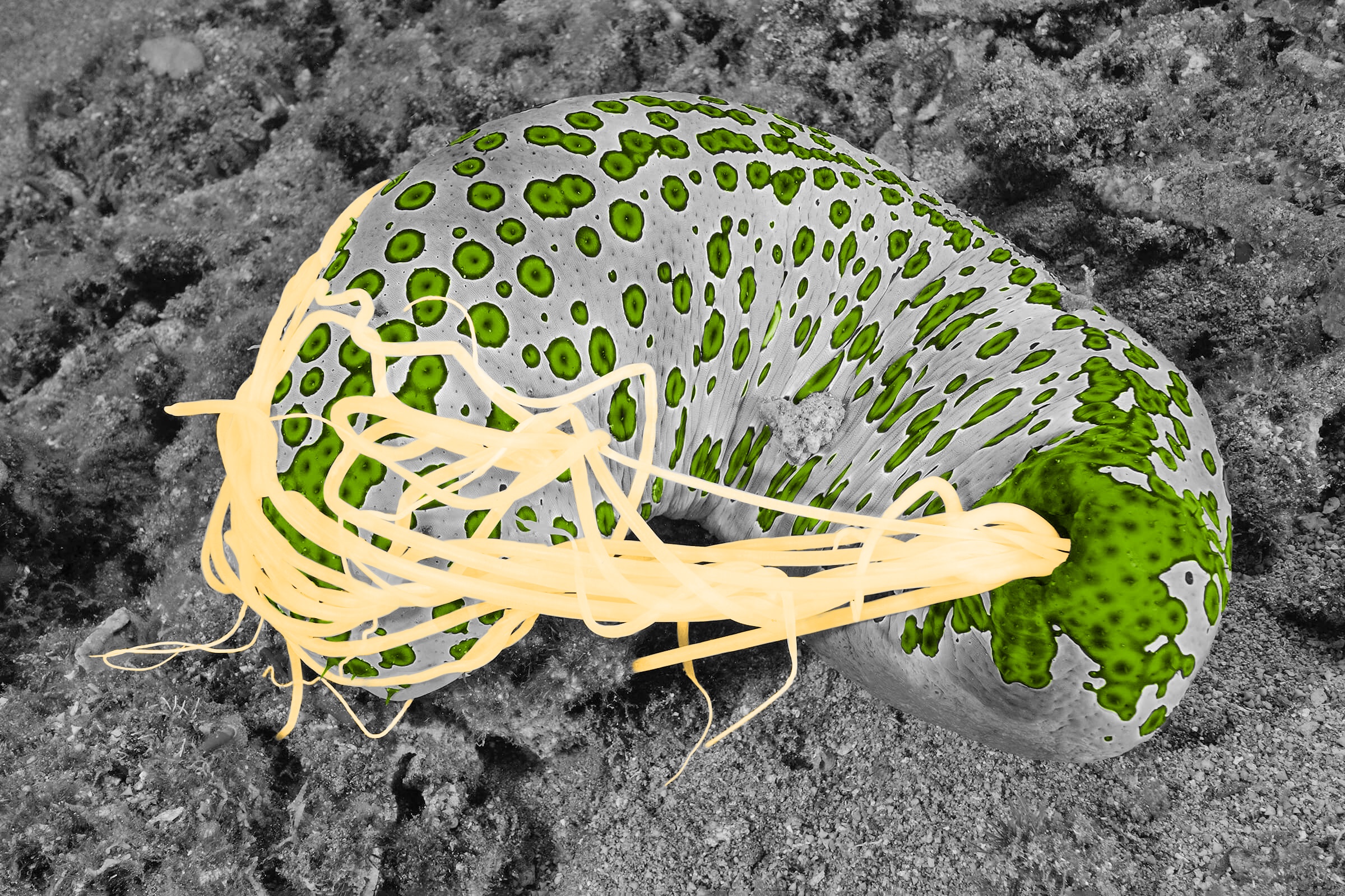 Sea cucumber engaging in a defense mechanism