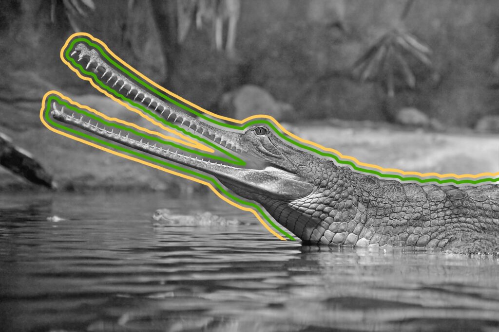 Gharial in the water
