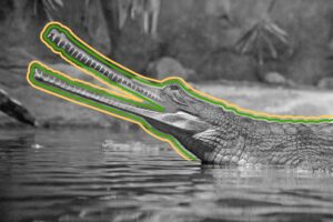 Gharial in the water