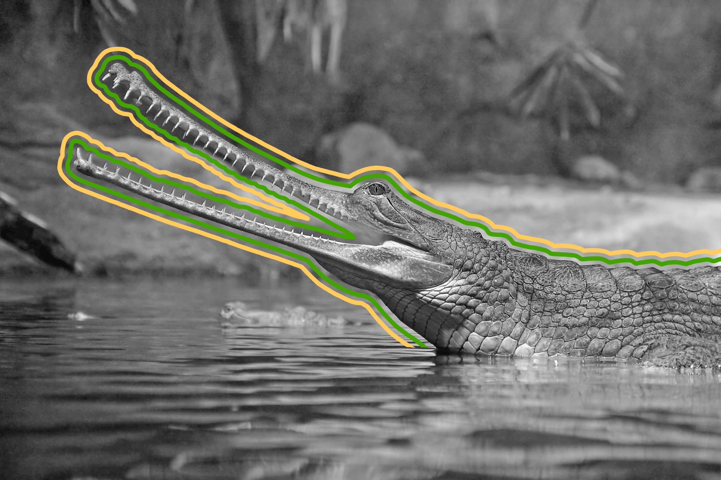 Gharial in the water
