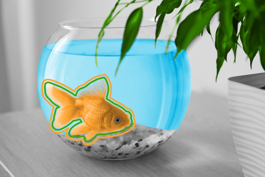 Small goldfish in round glass aquarium bowl