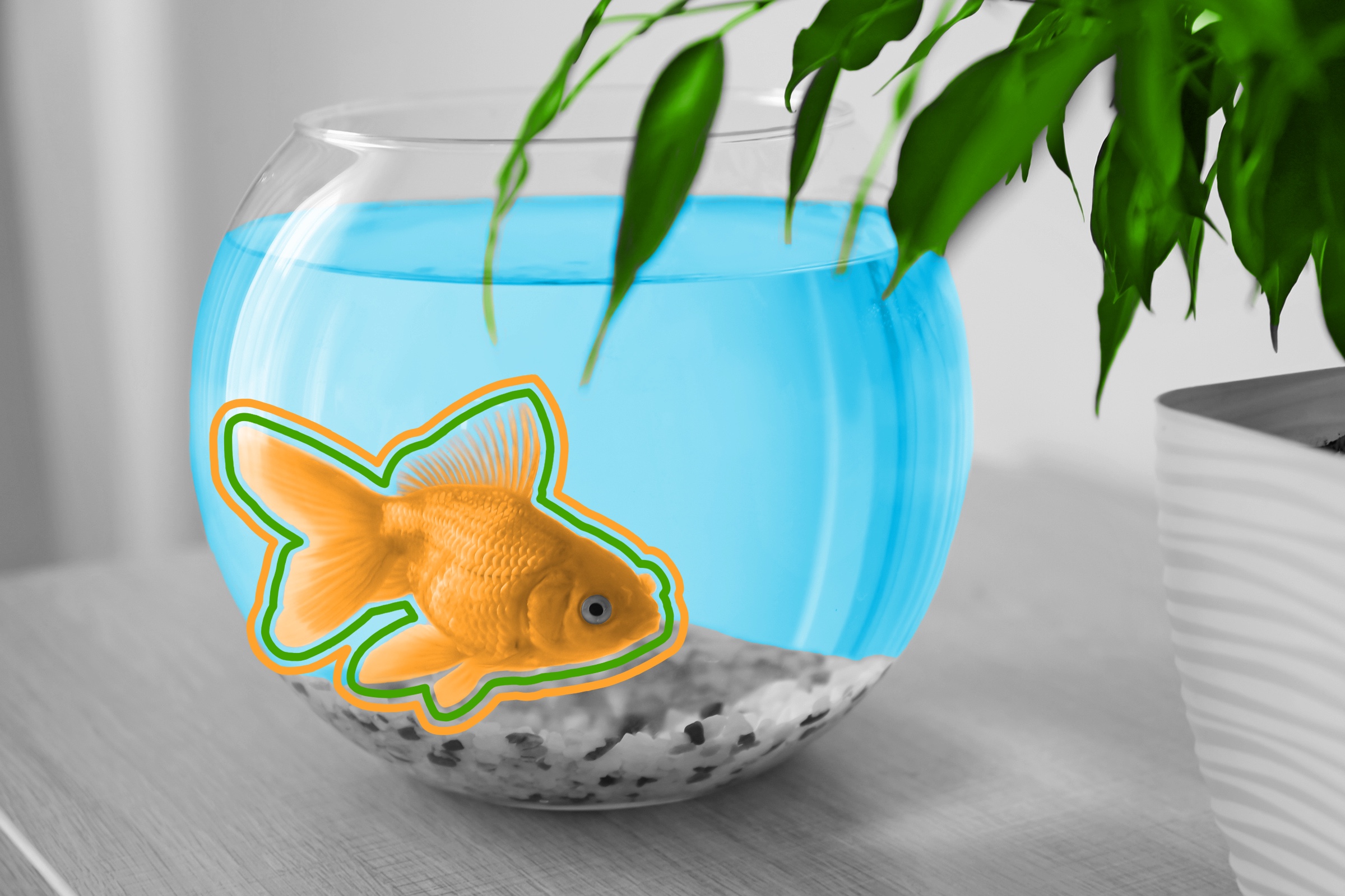 Goldfish have a much better memory than people think.