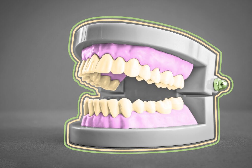 Model of human teeth