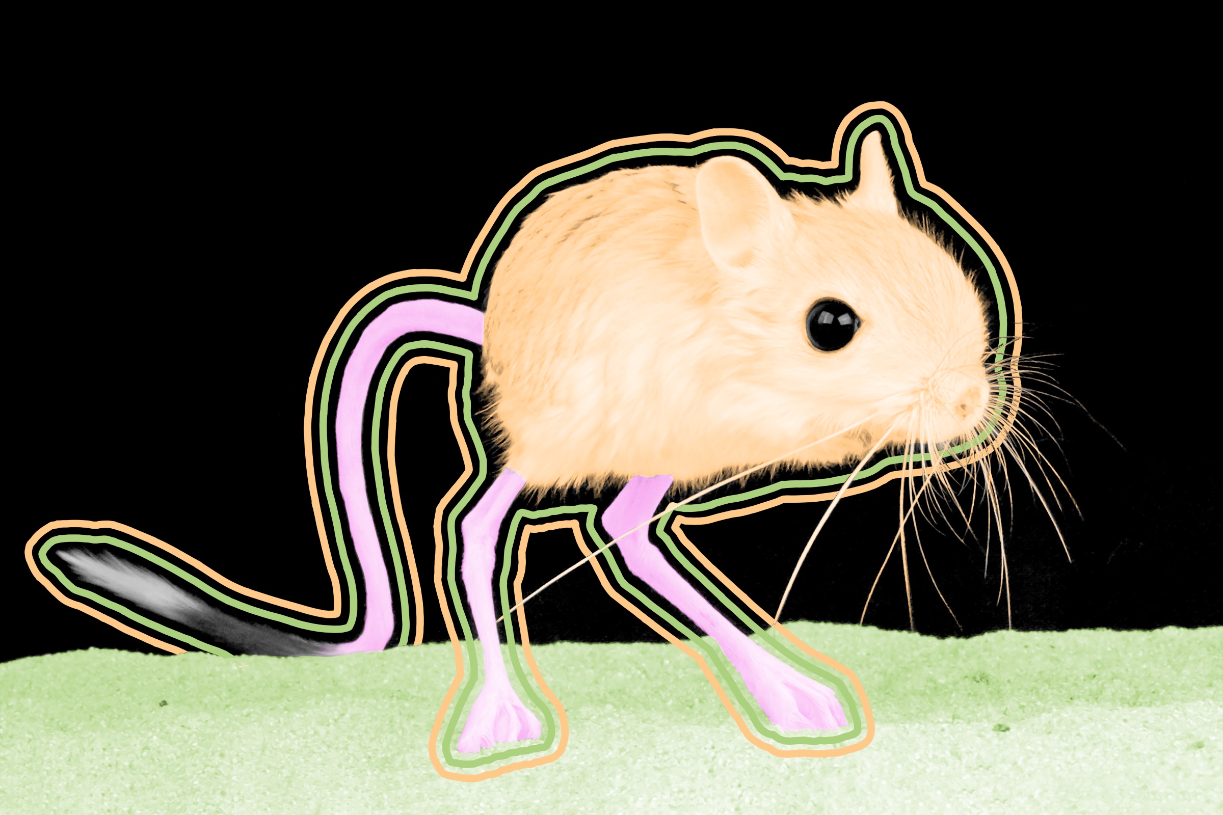 Kangaroo rats can live their whole lives without drinking water.