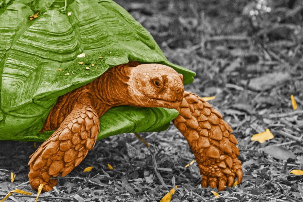 Tortoise walking on land