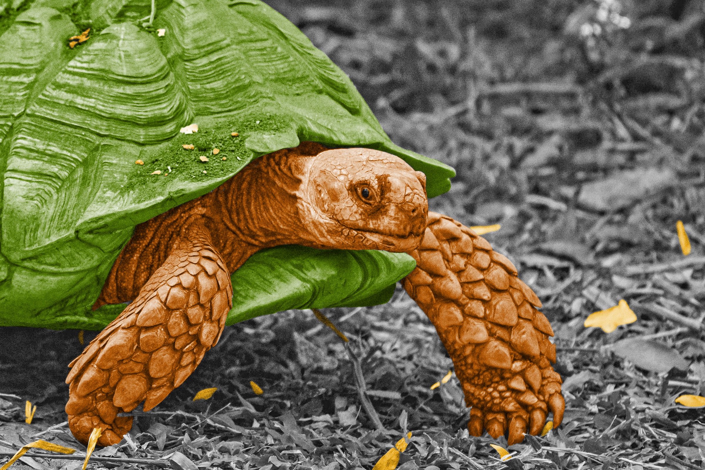 Tortoise walking on land