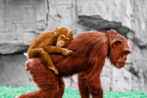Chimpanzee carrying baby on her back