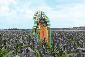 Female agronomist examining leaves of crops and using digital tablet while standing in corn field