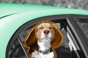 Beagle puppy in car window looking at camera