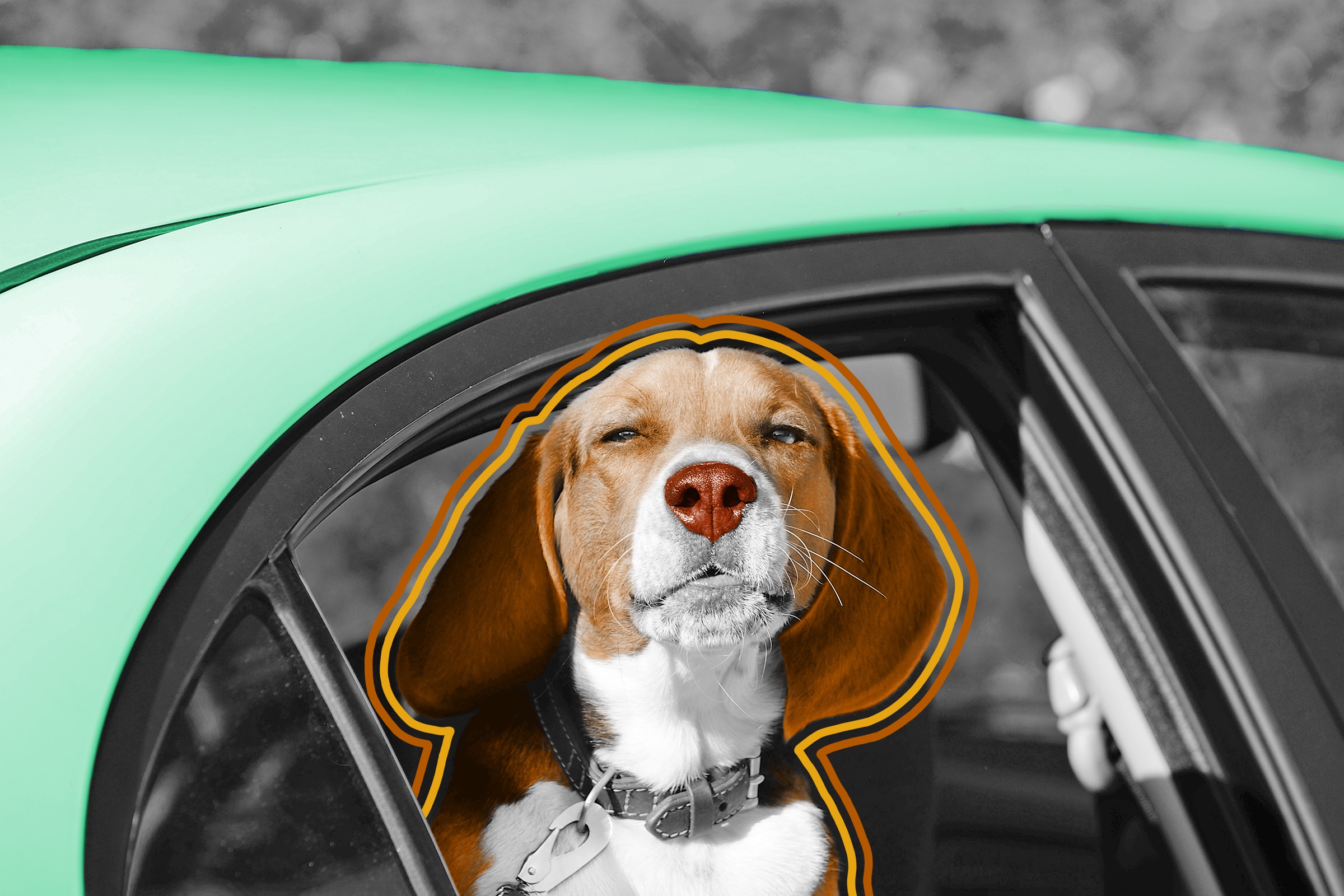 The line on a dog’s nose serves a specific purpose.