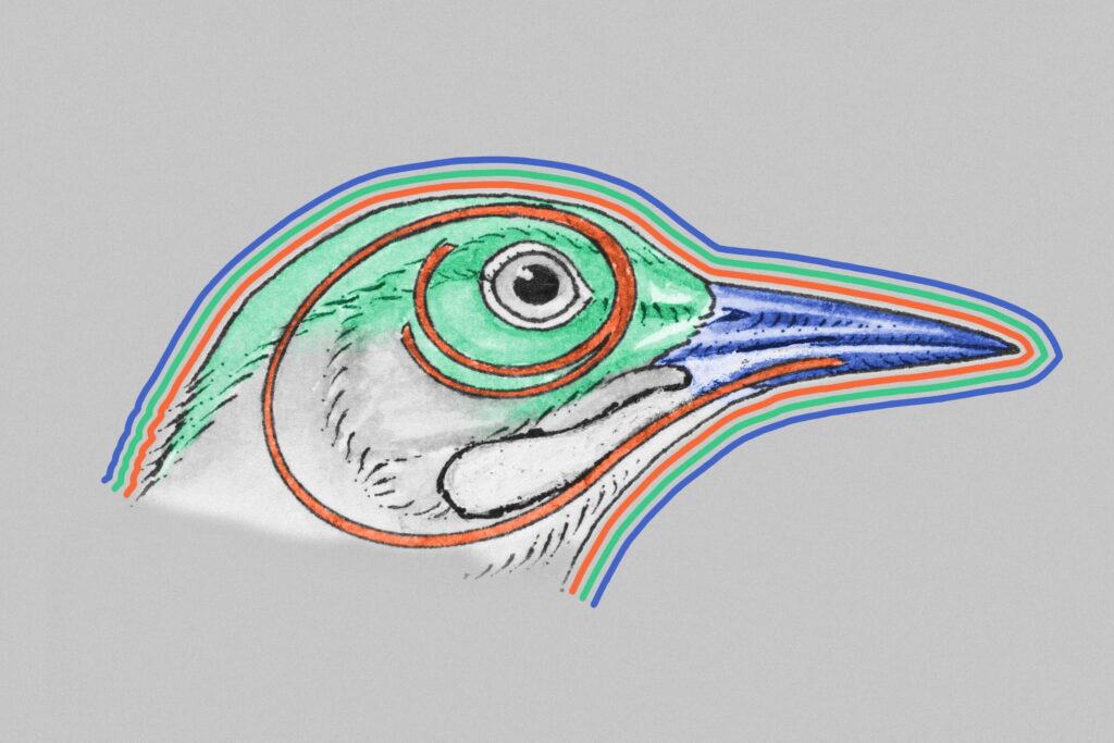 Illustration of long woodpecker tongue in head