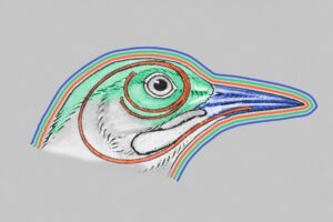 Illustration of long woodpecker tongue in head