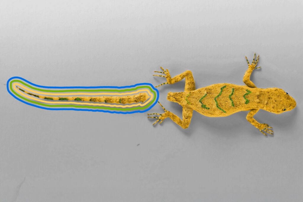 Lizard without tail