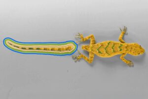 Lizard without tail