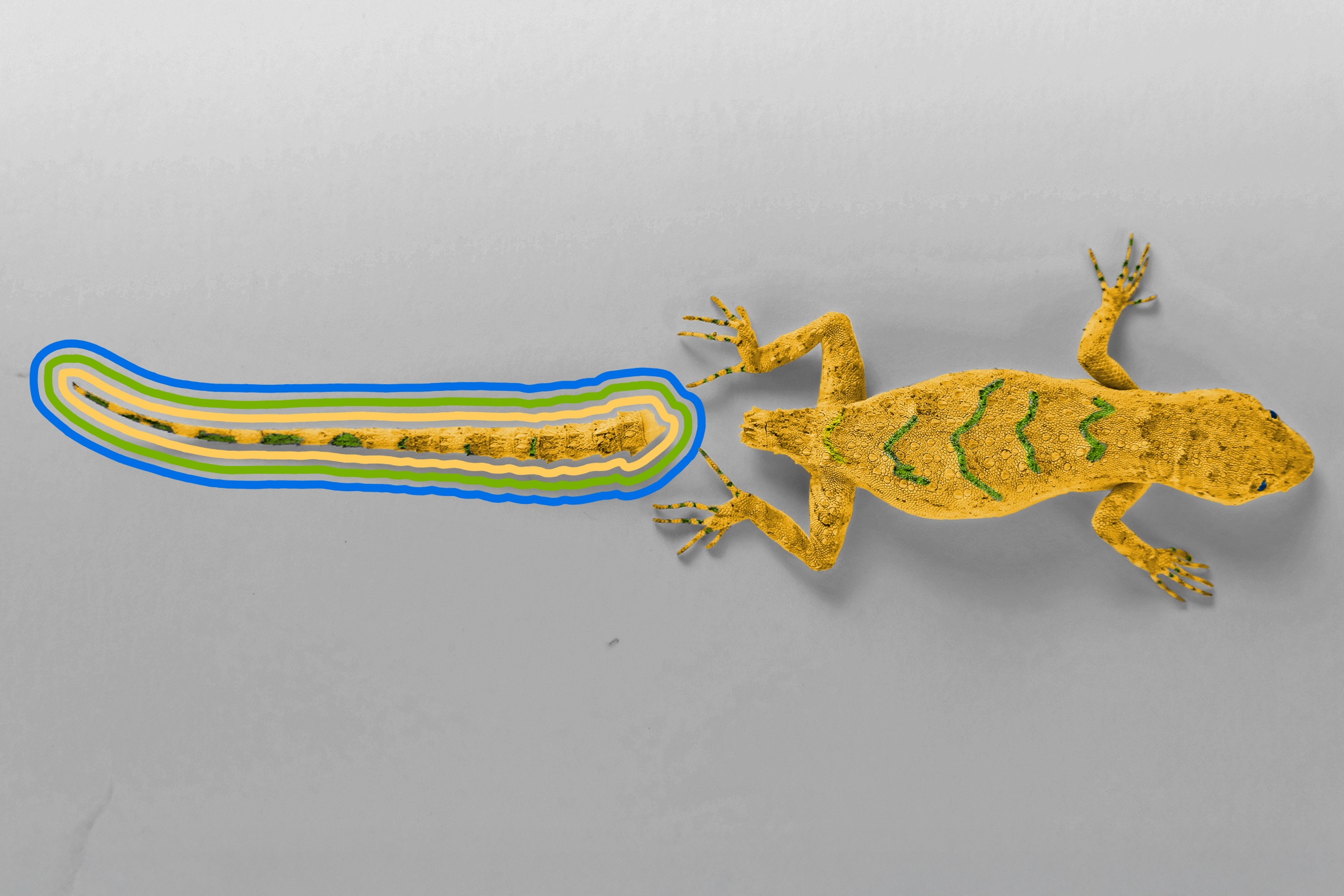 Lizard without tail